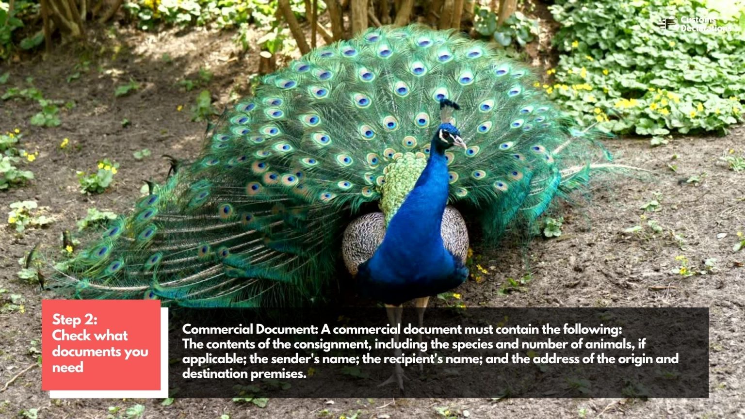 A quick guide to importing live animals and germinal products from the