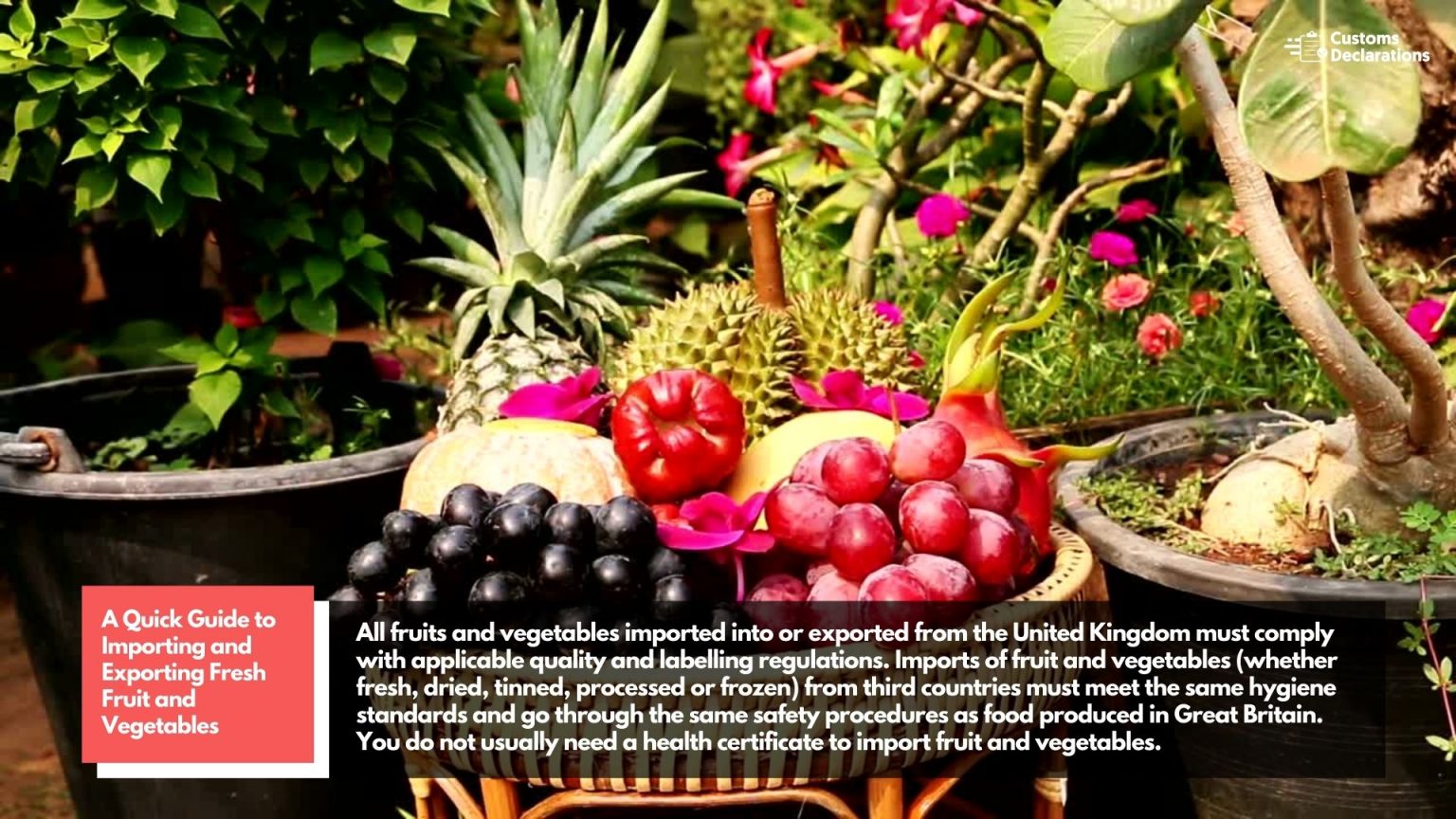 A Quick Guide to Importing and Exporting Fresh Fruit and Vegetables to