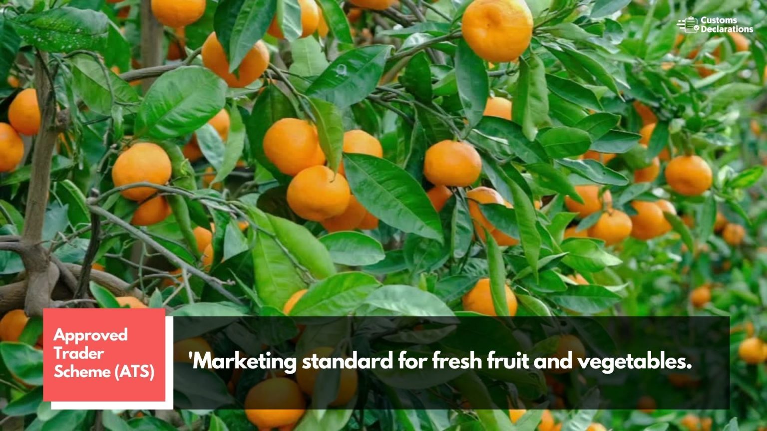 A Quick Guide to Importing and Exporting Fresh Fruit and Vegetables to